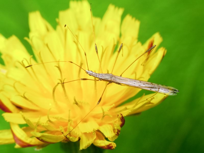 Neides tipularius (Linnaeus, 1758)